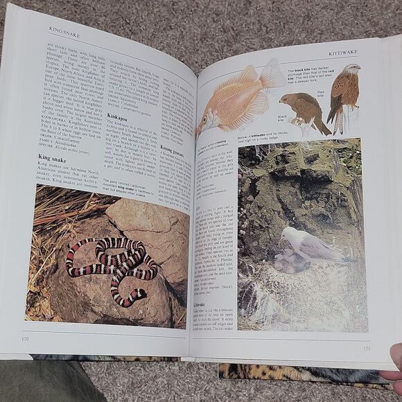 Collier's Illustrated Encyclopedia of Animals - Aardvark to Zorille + 2,000 More - Picture 13 of 14